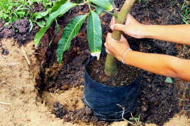 Genç kız bulanık arkaplanlı bir mango ağacı dikiyor - meyve ağacı yetiştiriyor - tarım bitkileri yetiştiriyor