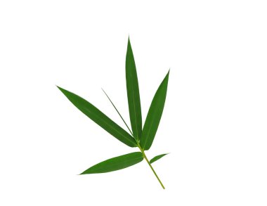 Beyaz arkaplanda izole edilmiş bambu yaprağını kapat