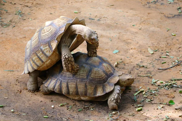 Duas Tartarugas Gigantes Fazendo Amor Cópula Zoológico — Fotografia de Stock