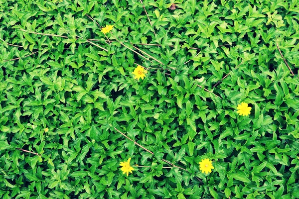绿色Sphagneticola Trobata植物或带黄色花朵的海湾比萨扬爬行草眼的闭塞物 天然背景 — 图库照片
