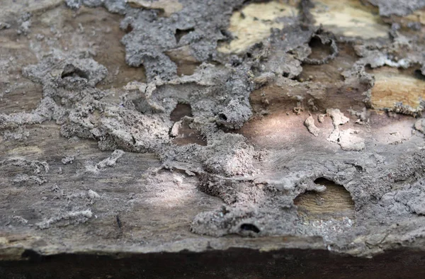 Τερμίτες Δαγκώνουν Την Ξύλινη Σανίδα Και Δημιουργούν Τσιμεντένιο Χώμα Θολωμένο — Φωτογραφία Αρχείου