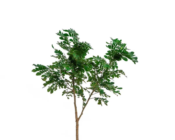 Árbol Verde Natural Aislado Sobre Fondo Blanco Con Enfoque Selectivo — Foto de Stock