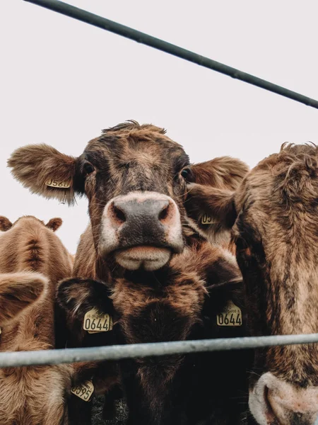 a brown calf with huge ears in a herd of cows looking curious at the camera in natural environment