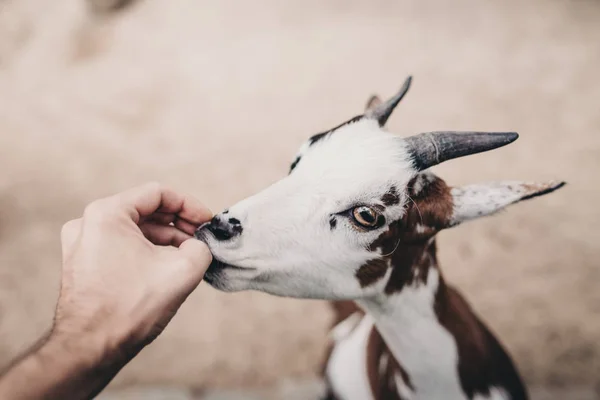 tiny brown white goat reaching out for a man hand ready to cuddle and eat