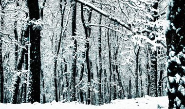 Kış mevsiminde ilk kar yağışı sonrası orman, taze kar, ağaçlar, kış manzarası, rahatlatıcı kış doğa. Avrupa, Çek Cumhuriyeti.