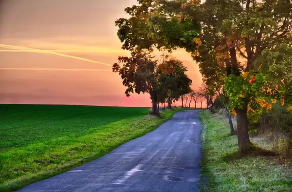 Coucher Soleil Sur Prairie Route Asphaltée Grand Arbre Feuilles Soir — Photo