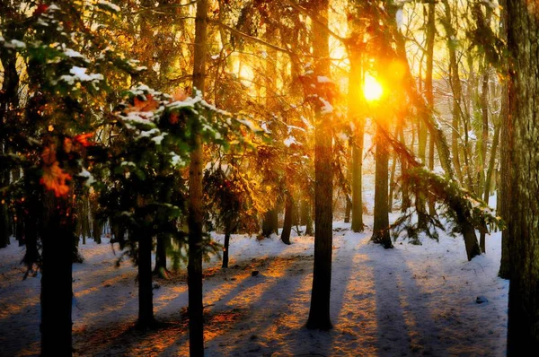 Ліс Заході Сонця Після Перших Снігопадів Зимовий Сезон Сніг Дерева — стокове фото