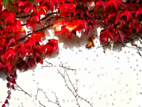 Red climbing plant on the white wall in autumn,  natural background pattern / texture with  place for tex