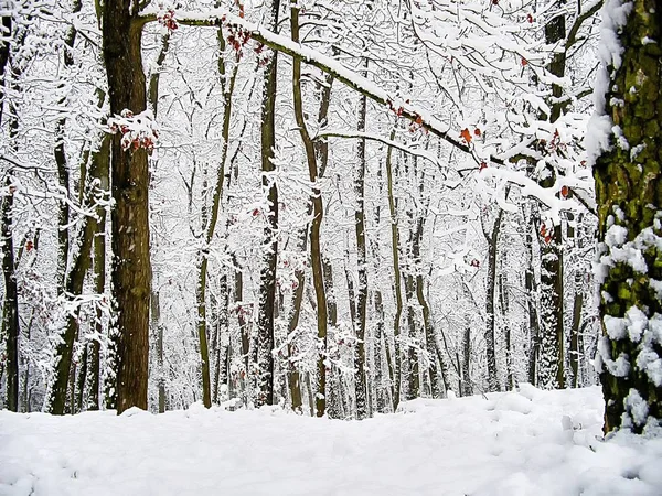 Forêt Après Les Premières Chutes Neige Hiver Neige Fraîche Arbres — Photo