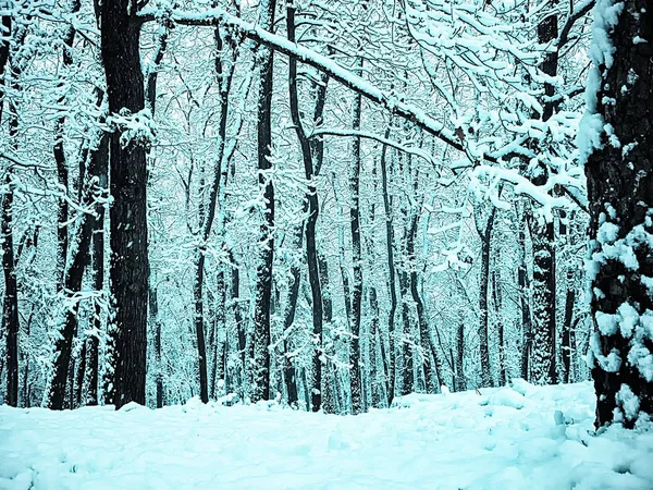 Forêt Après Les Premières Chutes Neige Hiver Neige Fraîche Arbres — Photo