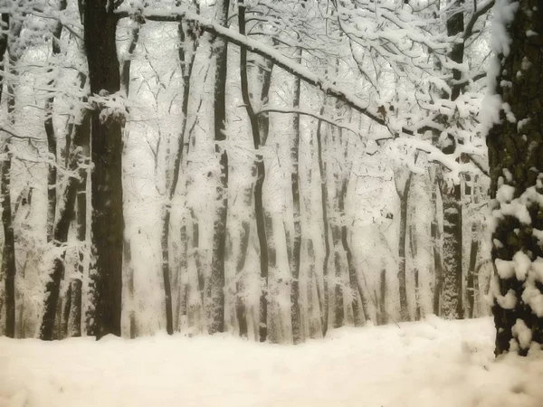 Лес После Первого Снегопада Зимний Сезон Свежий Снег Деревья Туман — стоковое фото