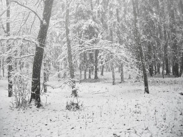 Forêt Après Les Premières Chutes Neige Hiver Neige Arbres Paysage — Photo