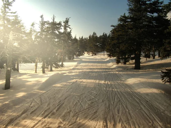 Cross country track in the mountain forest at winter daylight