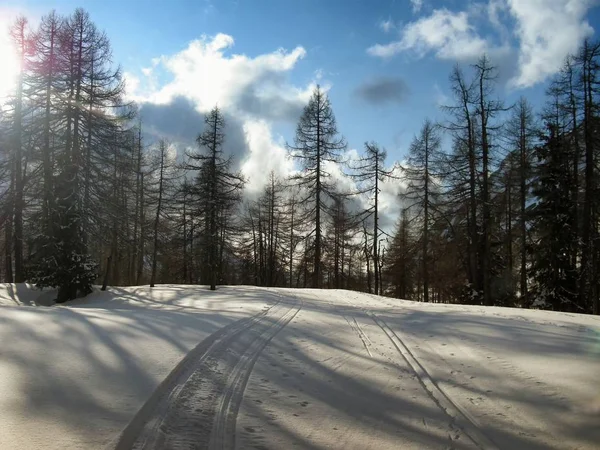 Cross country track in the mountain forest at winter daylight