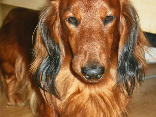 Portret van een teckel hond kampioen — Stockfoto