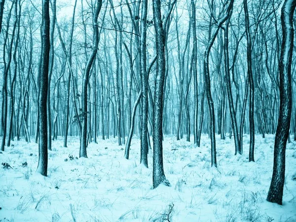 Arbres Dans Forêt Recouverts Neige Fraîche Après Les Chutes Neige — Photo