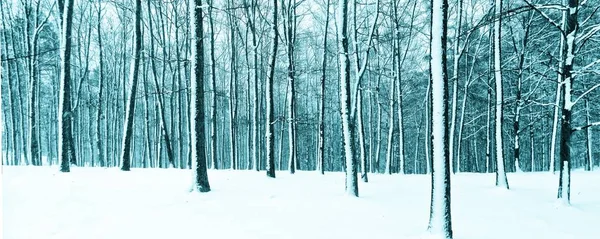 Arbres dans la forêt couverts de neige fraîche pendant les chutes de neige — Photo