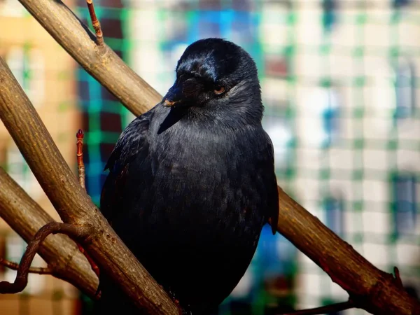 Portrét detailu černý pták (pravděpodobně z rodiny crow) na větev stromu — Stock fotografie