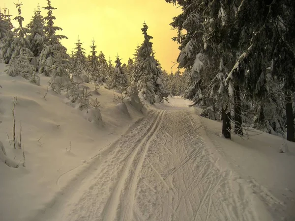 Крос кантрі трек в ялинових лісах в зимовий вечір захід сонця — стокове фото