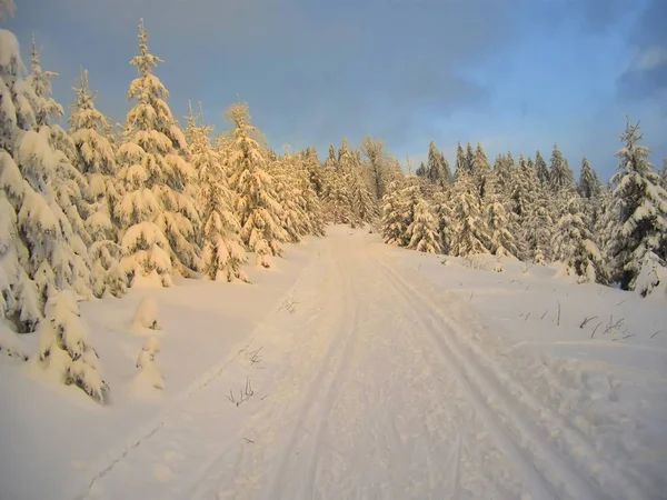 Cross country track in the spruce trees forest at winter evening