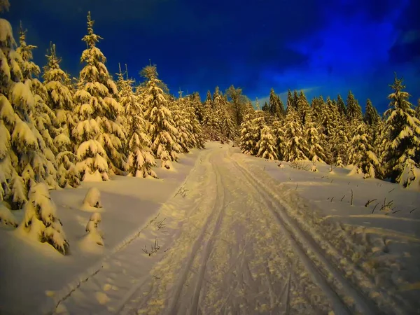 Cross country track in the spruce trees forest at winter daylight