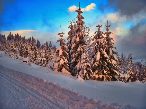Зимовий пейзаж зі снігом покриті ялиновими деревами — стокове фото
