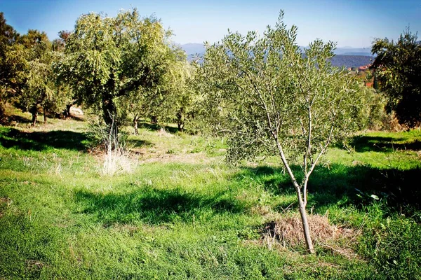 Koroneiki Variedade Olival Kalamata Província Messinia Região Peloponeso Grécia — Fotografia de Stock