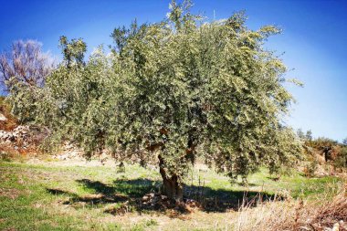 Koroneiki çeşitli Zeytin bahçesinde Kalamata, Messinia ili, Peloponnese bölgesi, Yunanistan.