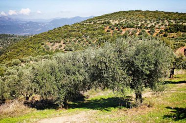 Koroneiki çeşitli Zeytin bahçesinde Kalamata, Messinia ili, Peloponnese bölgesi, Yunanistan.