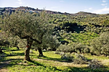 Koroneiki çeşitli Zeytin bahçesinde Kalamata, Messinia ili, Peloponnese bölgesi, Yunanistan.