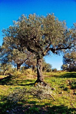 Koroneiki çeşitli Zeytin bahçesinde Kalamata, Messinia ili, Peloponnese bölgesi, Yunanistan.