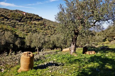 Koroneiki çeşitli zeytin hasat çuvallarda, Kalamata, Zeytin bahçesinde Messinia ili, Peloponnese bölgesi, Yunanistan.