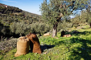 Koroneiki çeşitli zeytin hasat çuvallarda, Kalamata, Zeytin bahçesinde Messinia ili, Peloponnese bölgesi, Yunanistan.