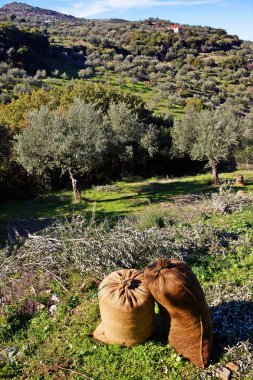 Koroneiki çeşitli zeytin hasat çuvallarda, Kalamata, Zeytin bahçesinde Messinia ili, Peloponnese bölgesi, Yunanistan.