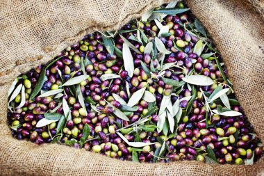 Messinia, Yunanistan çuvallarda içine hasat Koroneiki zeytin.