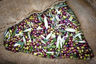 Messinia, Yunanistan çuvallarda içine hasat Koroneiki zeytin.