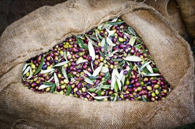 Messinia, Yunanistan çuvallarda içine hasat Koroneiki zeytin.