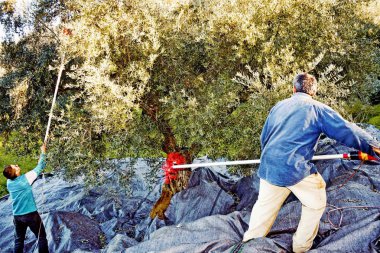Peloponnese bölgesinde, Yunanistan, 14 Ocak 2016 Kalamata yakınındaki Koroneiki zeytin hasat.