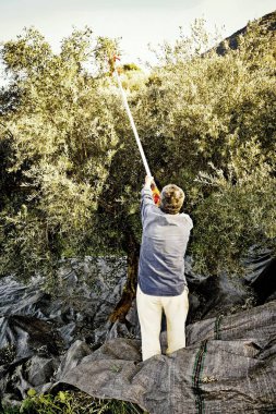 Peloponnese bölgesinde, Yunanistan, 14 Ocak 2016 Kalamata yakınındaki Koroneiki zeytin hasat.