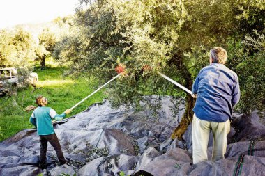 Peloponnese bölgesinde, Yunanistan, 14 Ocak 2016 Kalamata yakınındaki Koroneiki zeytin hasat.