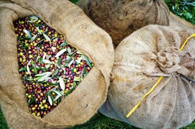Messinia, Yunanistan çuvallarda içine hasat Koroneiki zeytin.