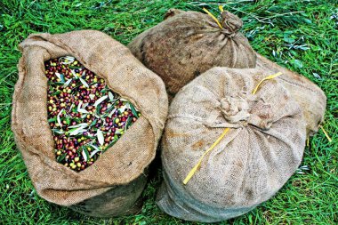 Messinia, Yunanistan çuvallarda içine hasat Koroneiki zeytin.