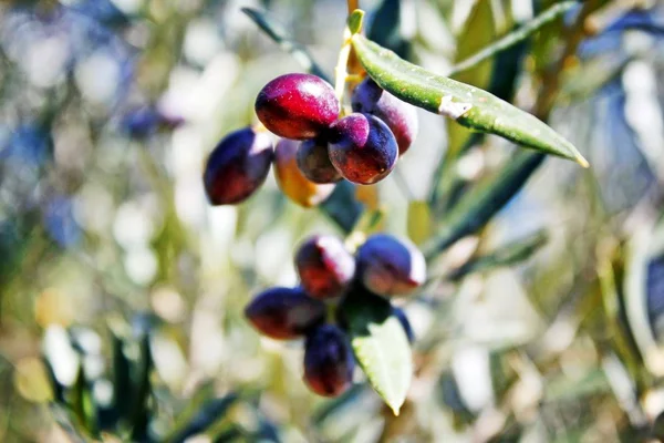 Koroneiki Çeşitli Zeytin Kalamata Zeytin Ağacı Üzerinde Messinia Ili Peloponnese — Stok fotoğraf