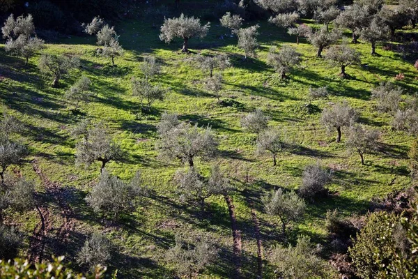 Koroneiki Variedade Olival Kalamata Província Messinia Região Peloponeso Grécia — Fotografia de Stock