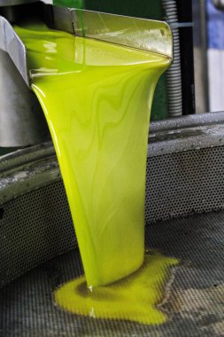 Sızma zeytinyağı ayıklama işlemi zeytinyağı fabrikasında Kalamata, Yunanistan.