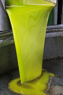 Sızma zeytinyağı ayıklama işlemi zeytinyağı fabrikasında Kalamata, Yunanistan.