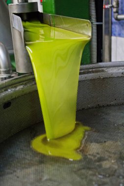 Sızma zeytinyağı ayıklama işlemi zeytinyağı fabrikasında Kalamata, Yunanistan.