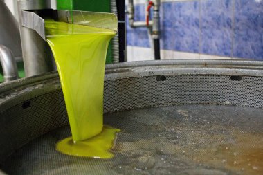 Sızma zeytinyağı ayıklama işlemi zeytinyağı fabrikasında Kalamata, Yunanistan.