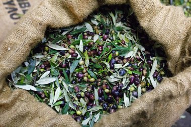 Zeytin hasat, el-seçilmiş Koroneiki zeytin Kalamata, Yunanistan çuvallarda içine toplanan.