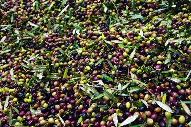 Taze toplanmış zeytin doğrudan bir kamyona yüklenen ve Kalamata, Yunanistan değirmen tahrik.